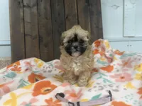 Quinta, a female Shihpoo for sale in Lebanon, MO – 1 of 3