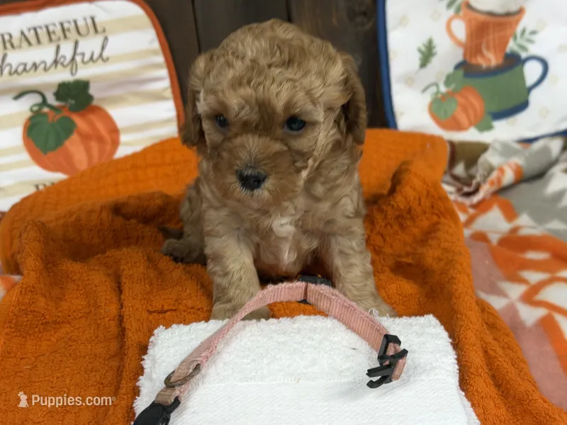 Isla – Cavapoo puppy for sale in Lebanon, MO