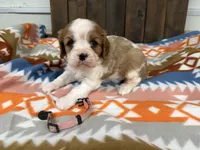 Freya, a female Cavalier King Charles Spaniel for sale in Lebanon, MO – 3 of 4