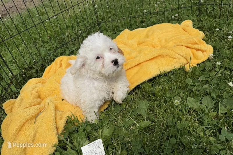 Paco – Cavapoo puppy for sale in Lebanon, MO
