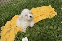 Paco, a male Cavapoo for sale in Lebanon, MO – 2 of 7