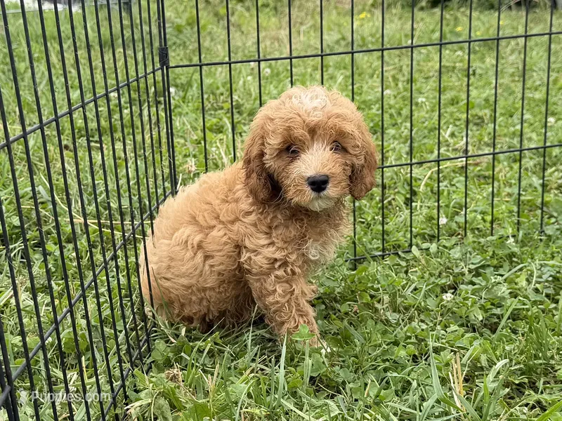 Seb – Cavapoo puppy for sale in Lebanon, MO