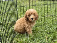 Seb, a male Cavapoo for sale in Lebanon, MO – 1 of 6