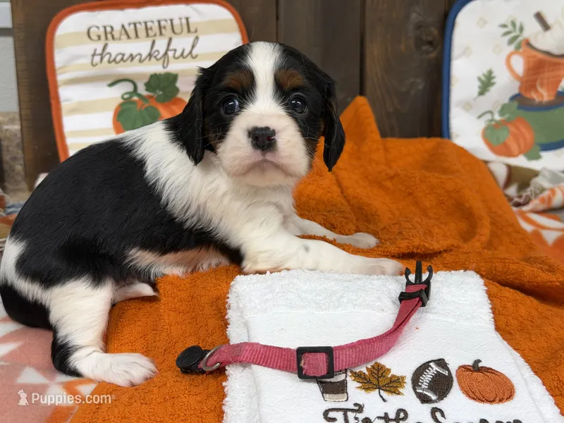 Honey – Cavalier King Charles Spaniel puppy for sale in Lebanon, MO