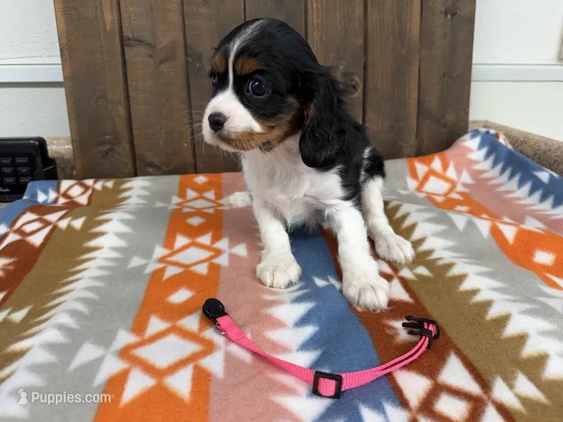 Candi – Cavalier King Charles Spaniel puppy for sale in Lebanon, MO