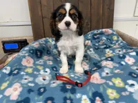 Valor, a male Cavalier King Charles Spaniel for sale in Lebanon, MO – 2 of 6