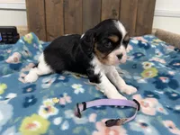 Willow, a female Cavalier King Charles Spaniel for sale in Lebanon, MO – 3 of 4