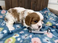 Utah, a male Cavalier King Charles Spaniel for sale in Lebanon, MO – 3 of 4