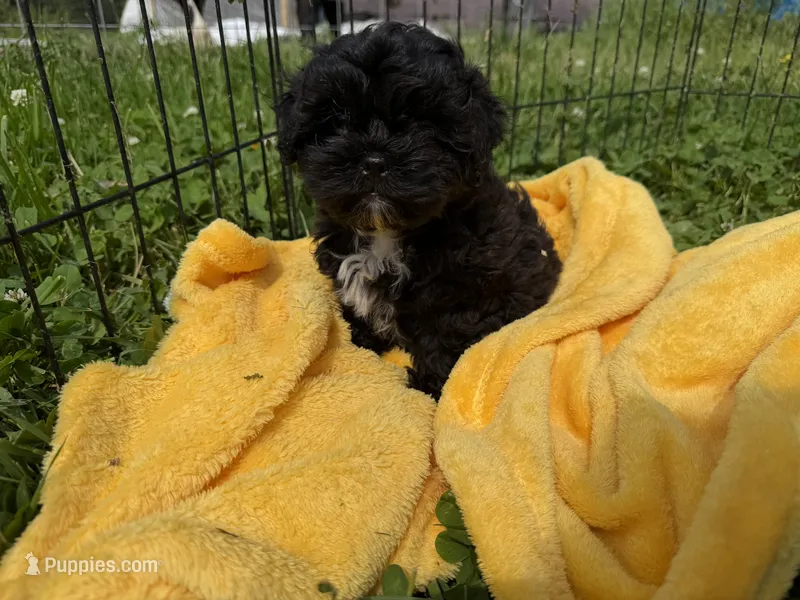 Quade – Shihpoo puppy for sale in Lebanon, MO