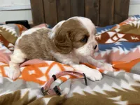 Freya, a female Cavalier King Charles Spaniel for sale in Lebanon, MO – 2 of 4