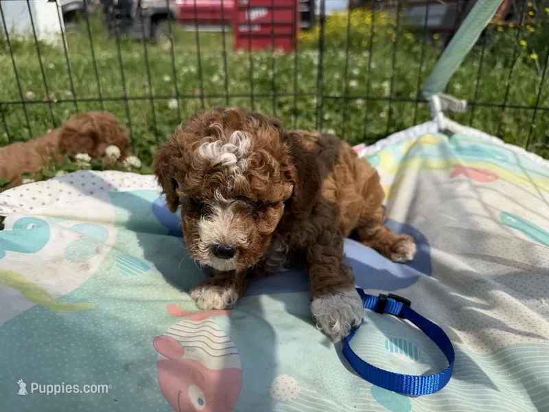 Sancho – Cavapoo puppy for sale in Lebanon, MO
