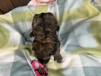 Beth, a female Cavapoo for sale in Lebanon, MO – 3 of 3