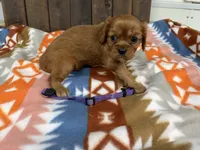 Eden, a female Cavalier King Charles Spaniel for sale in Lebanon, MO – 3 of 4