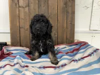 Billy, a male Cavapoo for sale in Lebanon, MO – 1 of 9