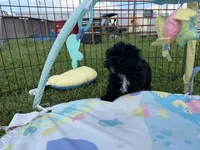 Quade, a male Shihpoo for sale in Lebanon, MO – 4 of 9