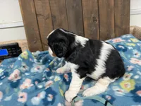 Whiskey, a male Cavalier King Charles Spaniel for sale in Lebanon, MO – 2 of 3