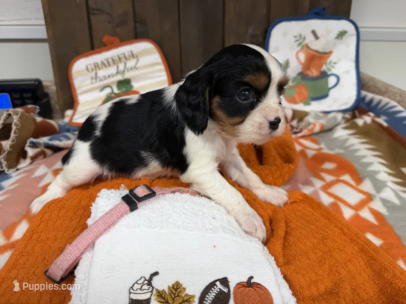 Haley – Cavalier King Charles Spaniel puppy for sale in Lebanon, MO