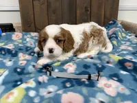 Utah, a male Cavalier King Charles Spaniel for sale in Lebanon, MO – 2 of 4