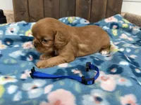 Vito, a male Cavalier King Charles Spaniel for sale in Lebanon, MO – 4 of 4