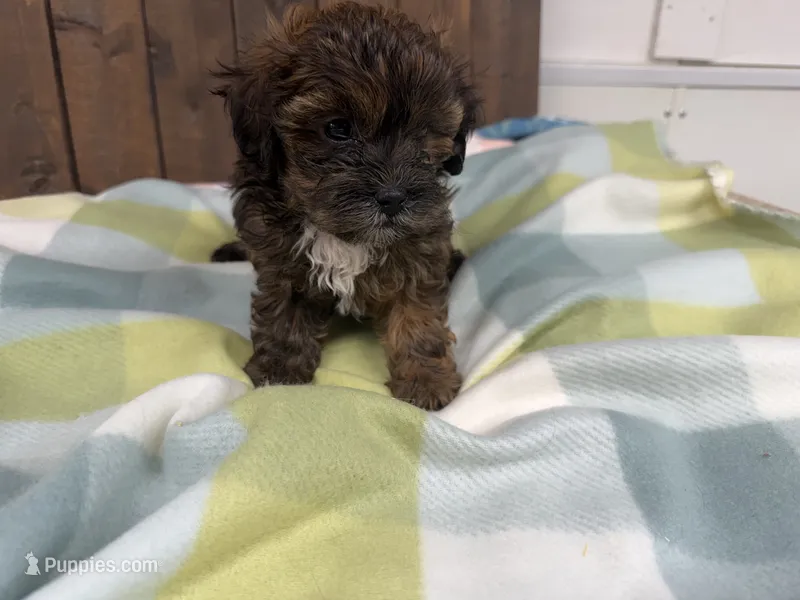 Amelia – Shihpoo puppy for sale in Lebanon, MO