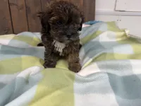 Amelia, a female Shihpoo for sale in Lebanon, MO – 1 of 4