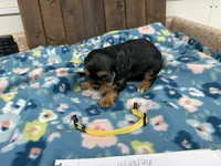 Vegas, a male Cavalier King Charles Spaniel for sale in Lebanon, MO – 2 of 3
