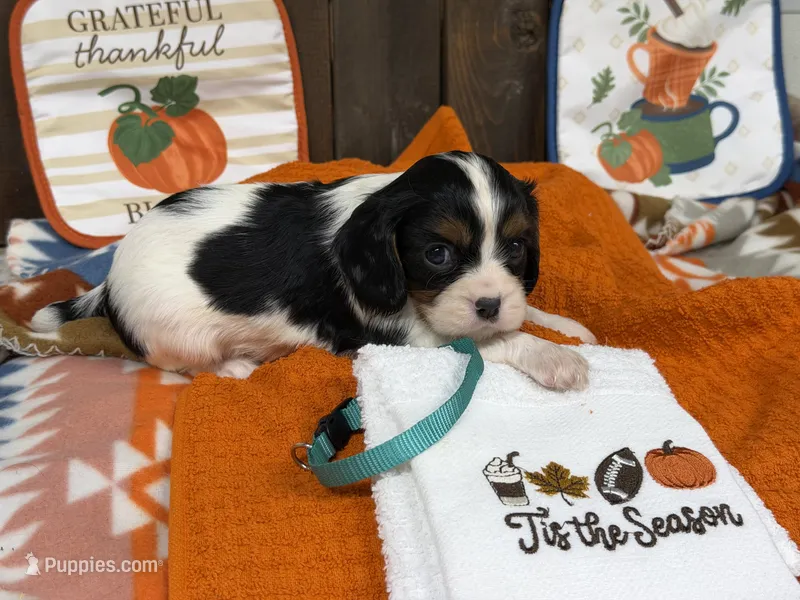 Hannah – Cavalier King Charles Spaniel puppy for sale in Lebanon, MO