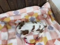 Martha, a female Cavalier King Charles Spaniel for sale in Lebanon, MO – Photo 4 of 4