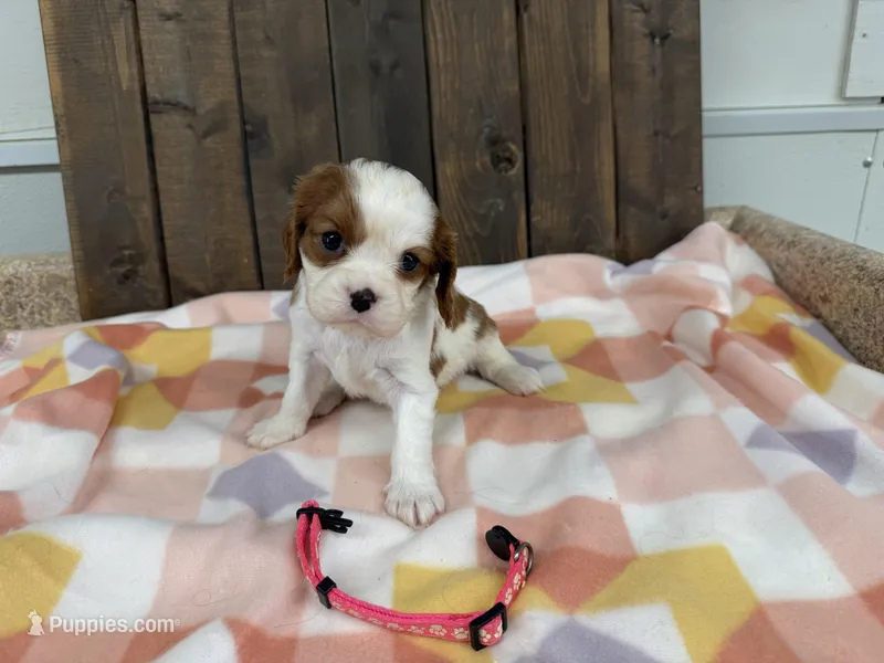 Martha – Cavalier King Charles Spaniel puppy for sale in Lebanon, MO