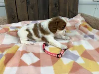 Martha, a female Cavalier King Charles Spaniel for sale in Lebanon, MO – Photo 2 of 4