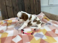 Martha, a female Cavalier King Charles Spaniel for sale in Lebanon, MO – Photo 3 of 4