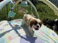 Utah, a male Cavalier King Charles Spaniel for sale in Lebanon, MO – 2 of 6