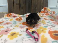 Raven, a female Cavapoo for sale in Lebanon, MO – 2 of 3