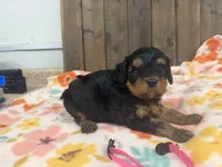 Raven, a female Cavapoo for sale in Lebanon, MO – 3 of 3