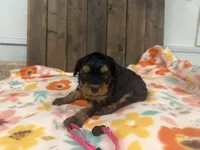 Raven, a female Cavapoo for sale in Lebanon, MO – 1 of 3
