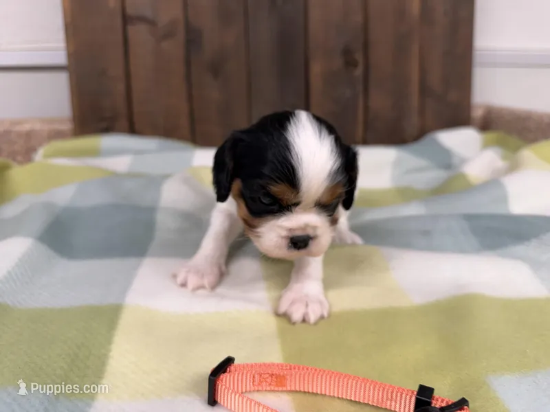 Tala – Cavalier King Charles Spaniel puppy for sale in Lebanon, MO
