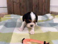 Tala, a female Cavalier King Charles Spaniel for sale in Lebanon, MO – 1 of 4