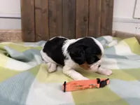 Tala, a female Cavalier King Charles Spaniel for sale in Lebanon, MO – 3 of 4