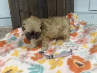 Quinta, a female Shihpoo for sale in Lebanon, MO – 2 of 3