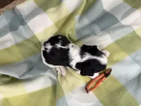 Tala, a female Cavalier King Charles Spaniel for sale in Lebanon, MO – 4 of 4