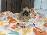 Quinta, a female Shihpoo for sale in Lebanon, MO – 3 of 3