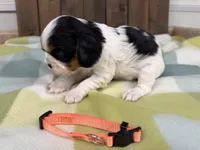 Tala, a female Cavalier King Charles Spaniel for sale in Lebanon, MO – 2 of 4