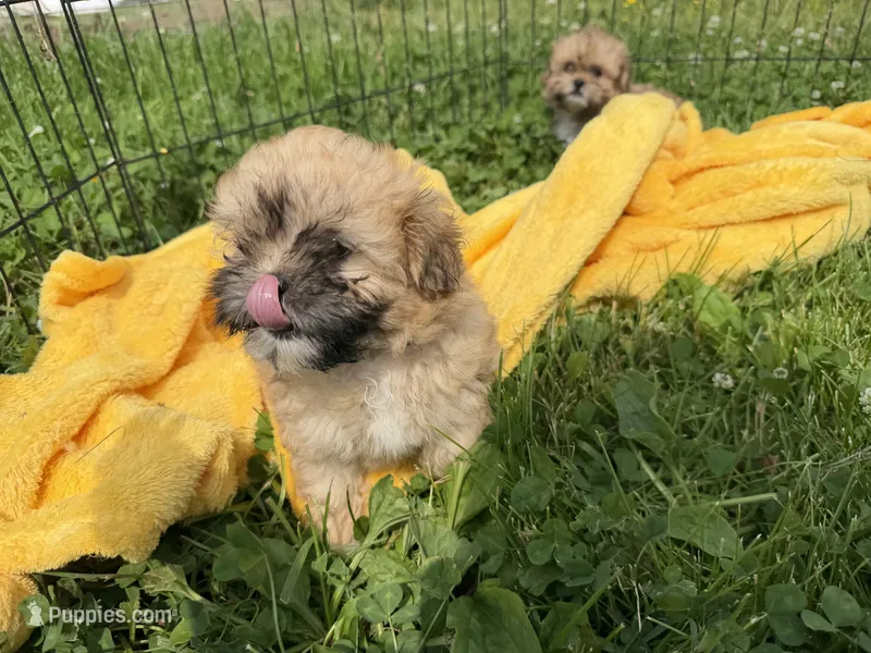 Quinta – Shihpoo puppy for sale in Lebanon, MO