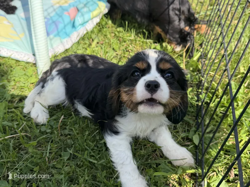 Treva – Cavalier King Charles Spaniel puppy on hold in Lebanon, MO