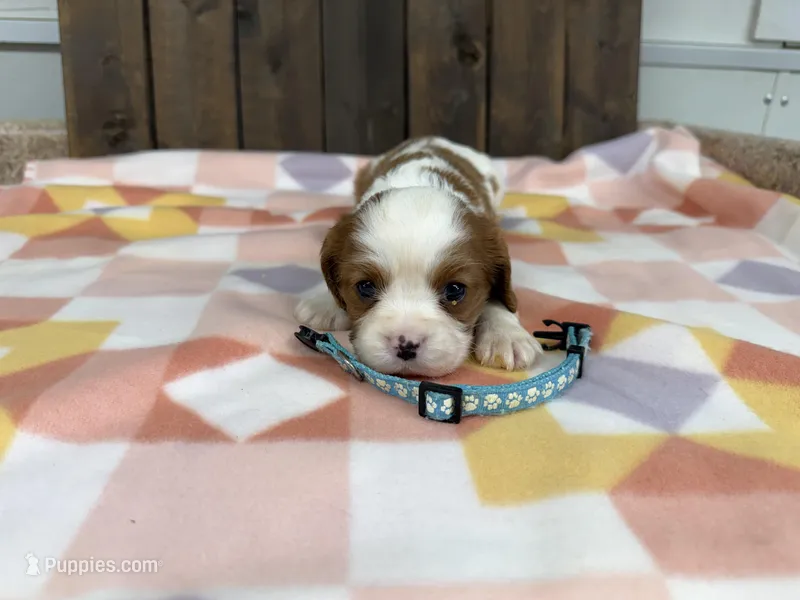 Mateo – Cavalier King Charles Spaniel puppy for sale in Lebanon, MO