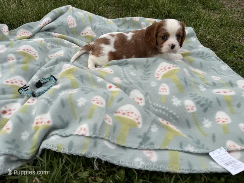 Mateo – Cavalier King Charles Spaniel puppy for sale in Lebanon, MO