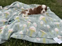 Mateo, a male Cavalier King Charles Spaniel for sale in Lebanon, MO – Photo 3 of 7