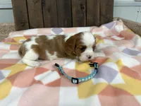 Mateo, a male Cavalier King Charles Spaniel for sale in Lebanon, MO – Photo 4 of 4
