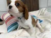 Mateo, a male Cavalier King Charles Spaniel for sale in Lebanon, MO – Photo 2 of 7