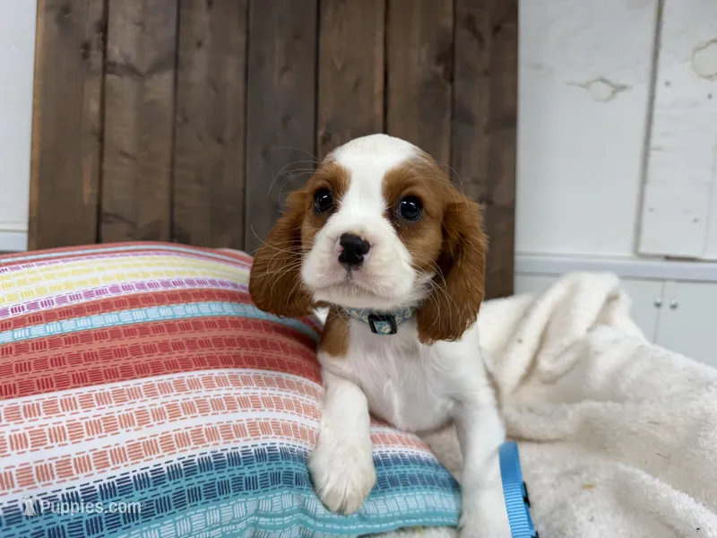 Mateo – Cavalier King Charles Spaniel puppy for sale in Lebanon, MO